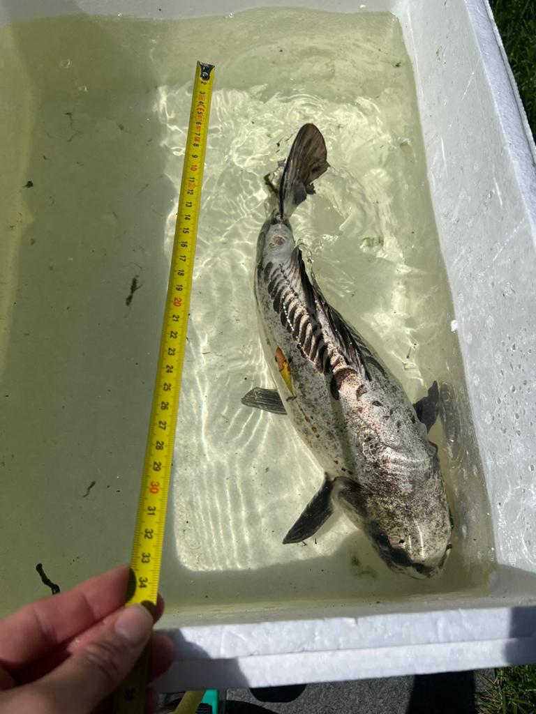 Koi karper, Karper of Koi