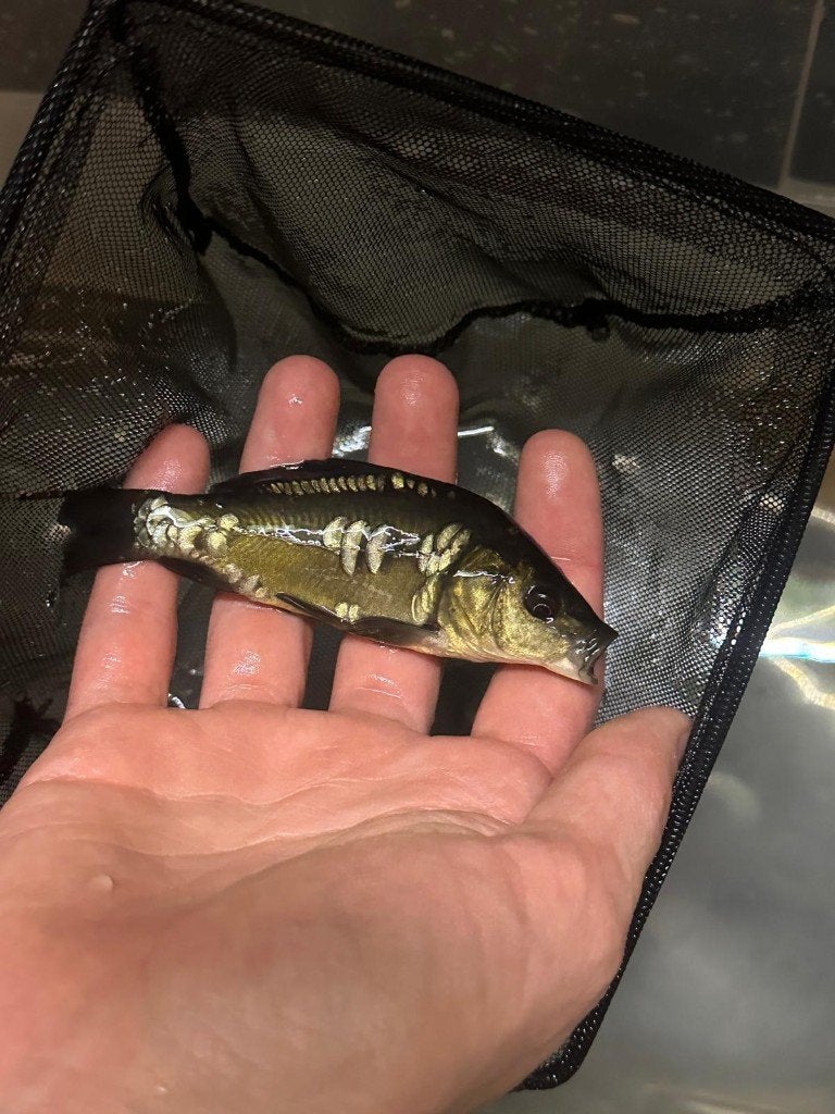 Spiegelkarper/ Schubkarpers, Dieren en Toebehoren, Karper of Koi