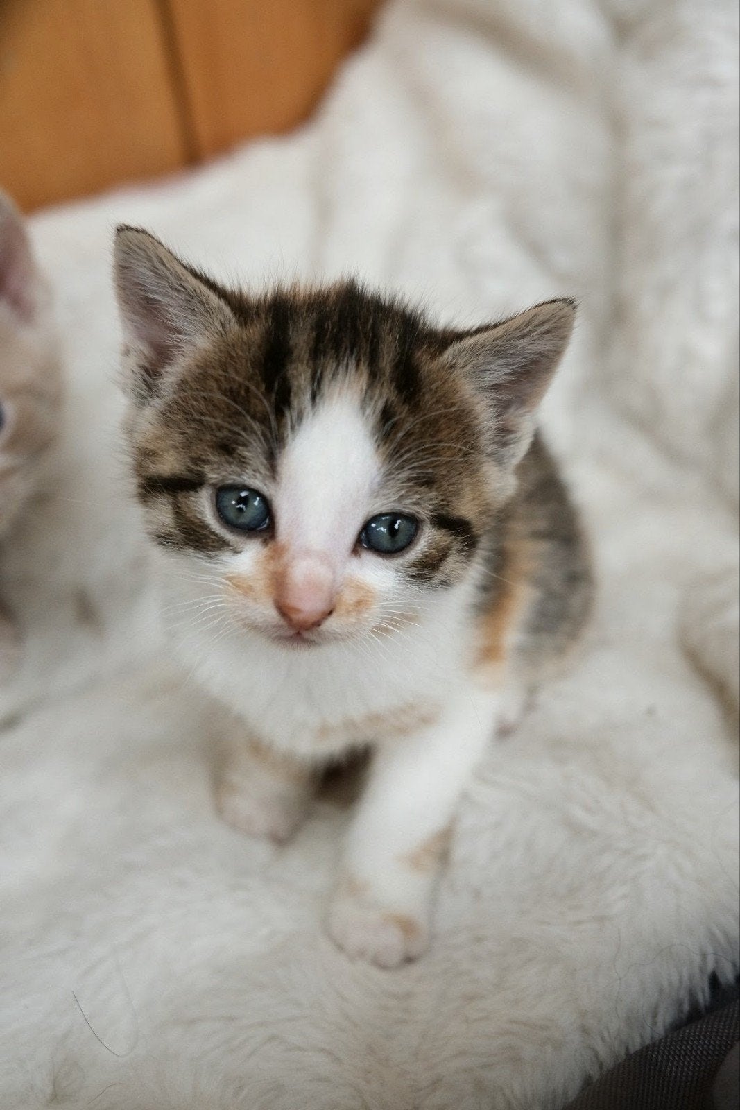 Leuke kittens op zoek naar een fijn huisje!, Meerdere dieren