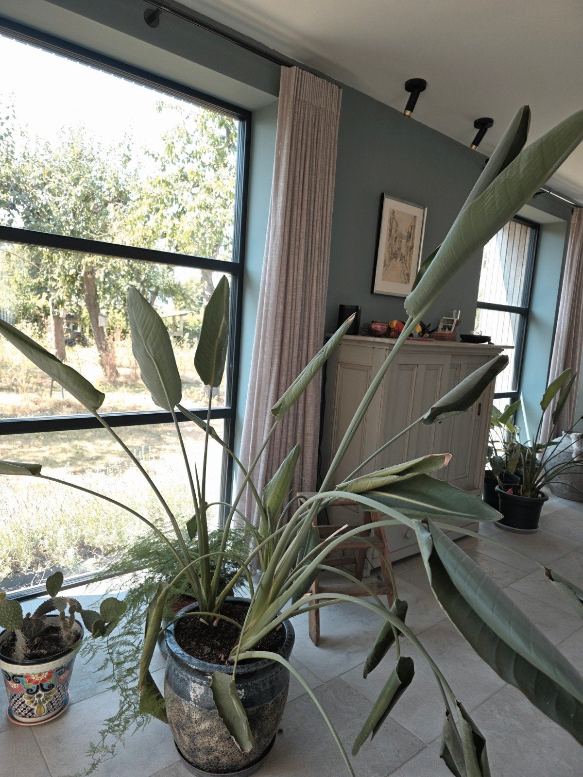Grote Strelitzia, Ophalen