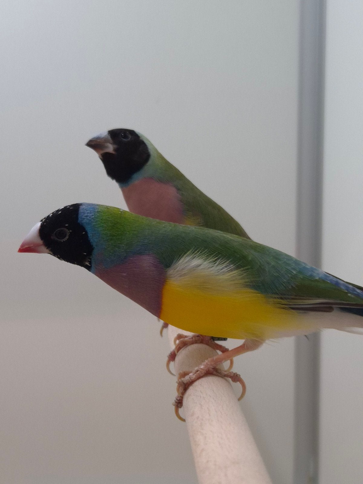 2-2 Gouldamadines, Meerdere dieren, Tropenvogel, Geringd