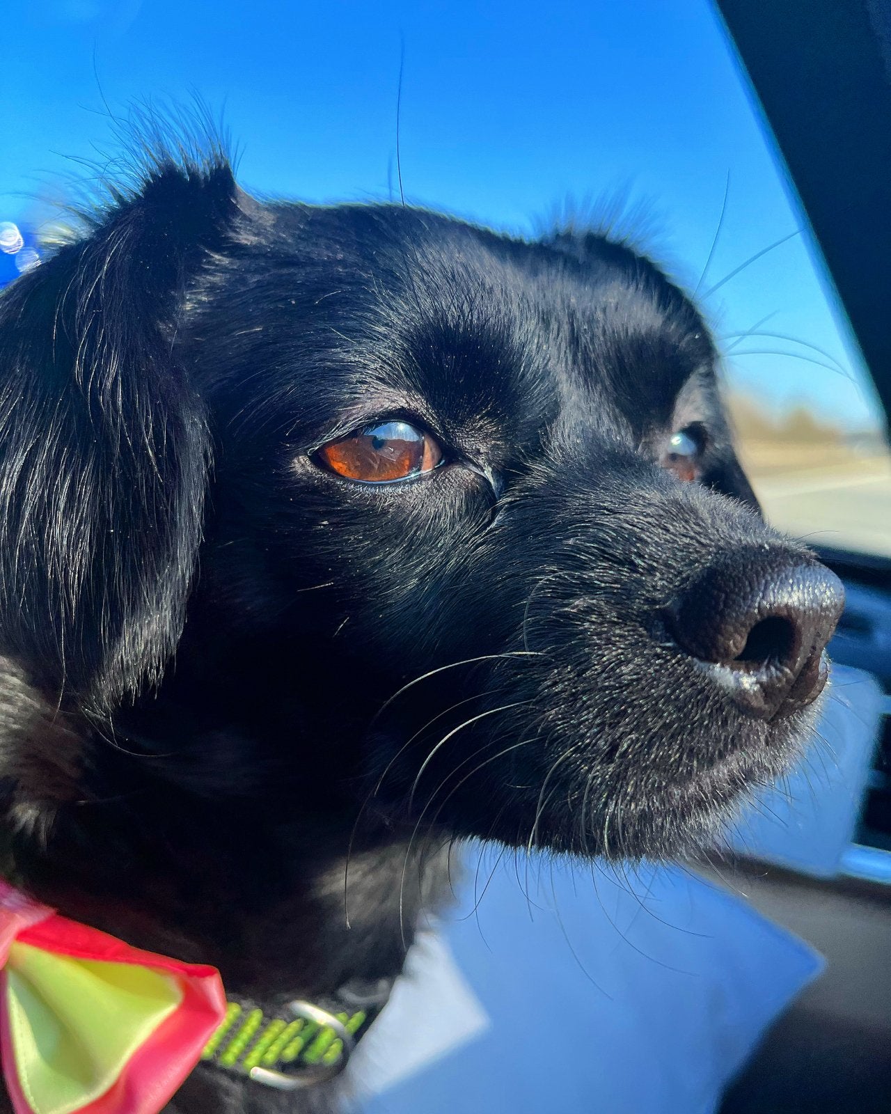 Oppas voor hondje gevraagd, Dieren en Toebehoren, Honden-accessoires, Ophalen of Verzenden