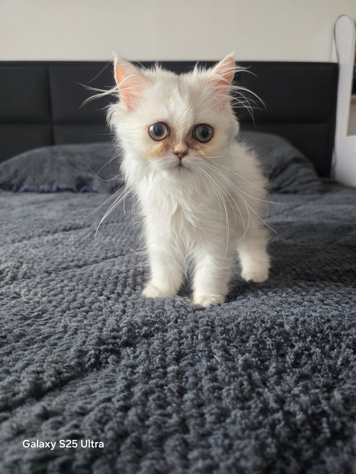Perzische ras kat/ kitten 2maanden ongeveer, Poes