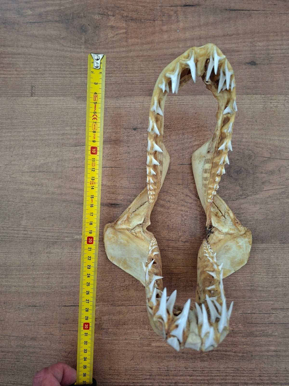 Prachtige antieke grote haaienkaak haai taxidermie, Verzamelen, Dierenverzamelingen, Ophalen of Verzenden, Overige typen