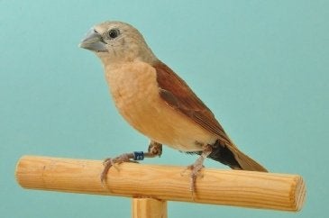 gele rietvinken, Dieren en Toebehoren, Meerdere dieren, Tropenvogel, Geringd