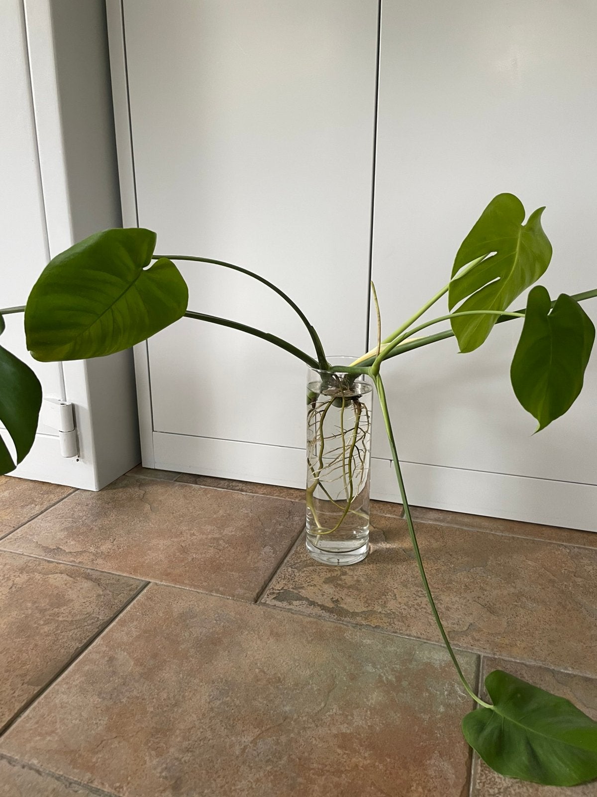 Gaten plant stekjes, Huis en Inrichting, Kamerplanten, Ophalen, Halfschaduw, Minder dan 100 cm