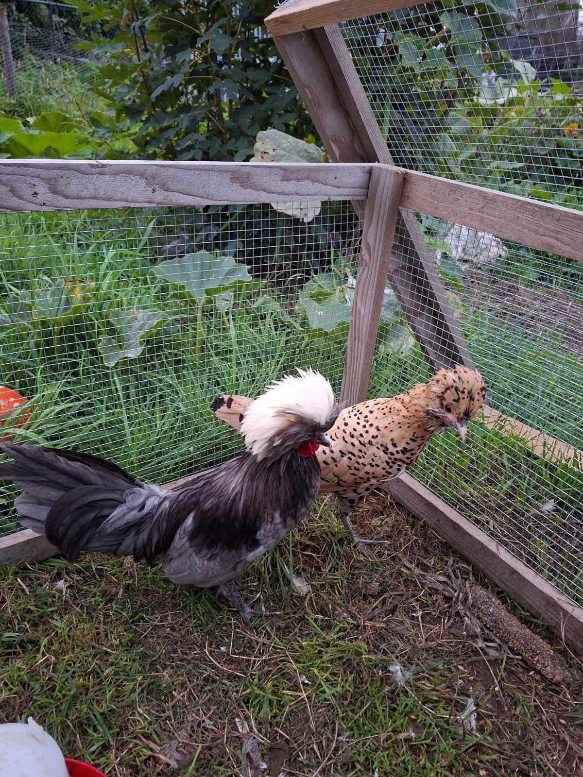 Kuifhoen kip setje, Dieren en Toebehoren, Meerdere dieren, Kip