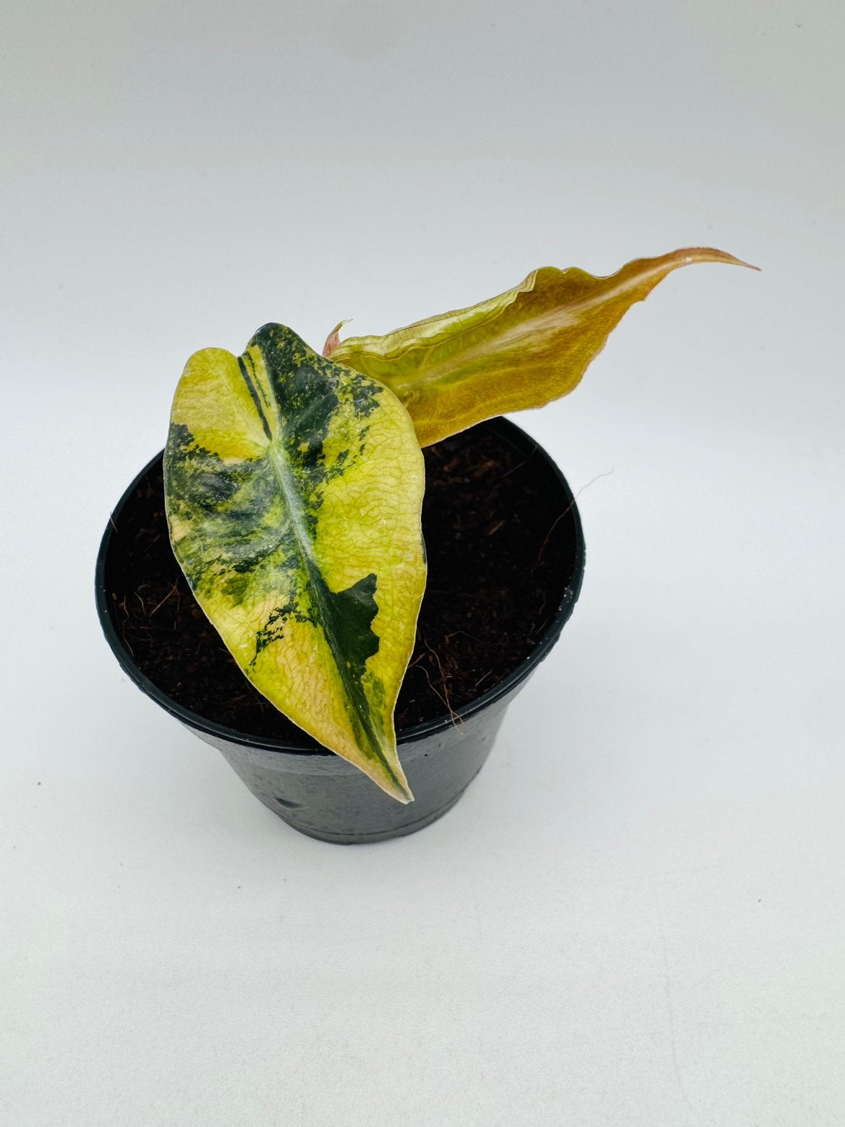 Alocasia Venom Aurea Pink Tricolor Variegata, Ophalen of Verzenden, Halfschaduw, Minder dan 100 cm