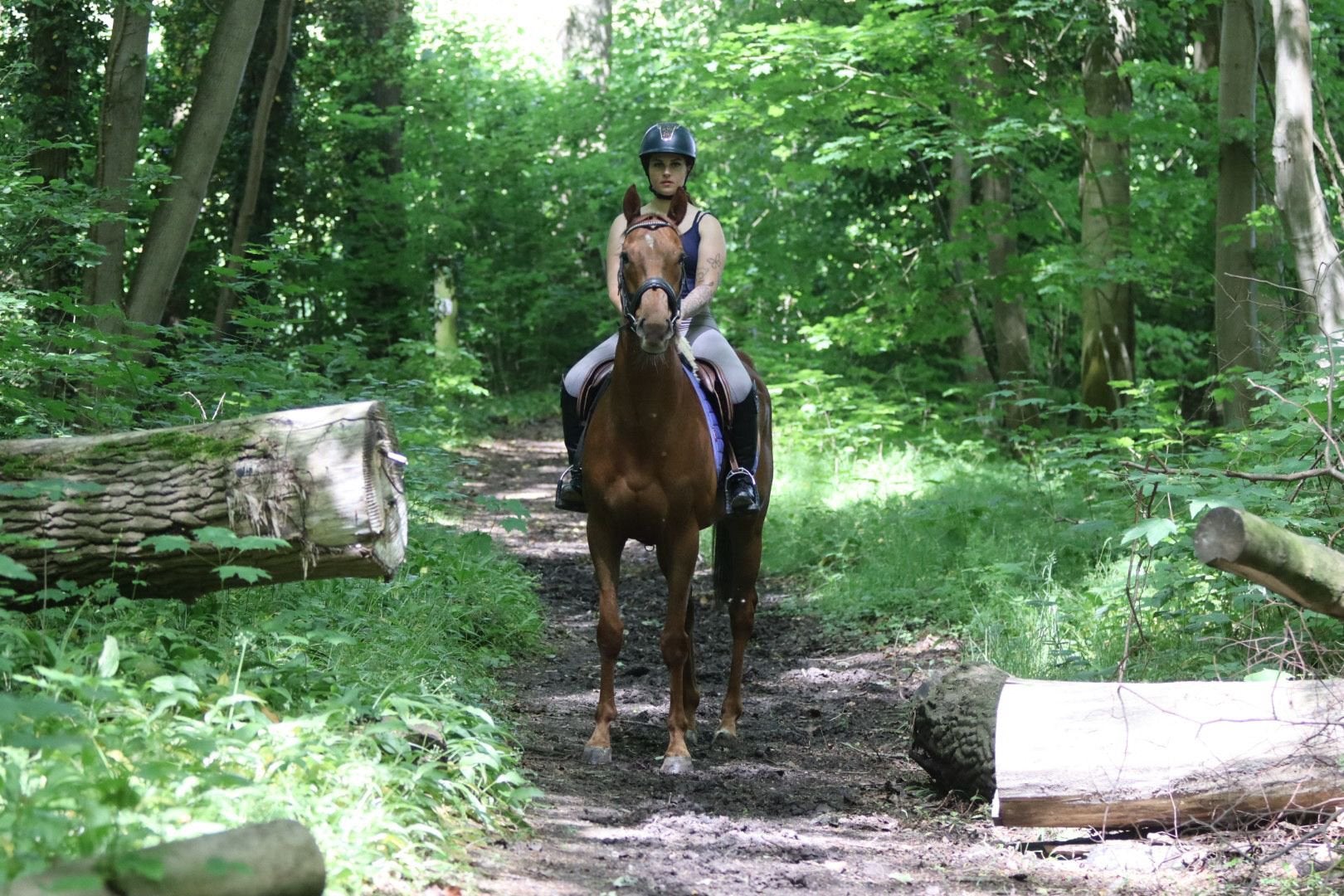 Leuke around ruin, Dieren en Toebehoren, Paarden, Met stamboom, Ruin, 7 tot 10 jaar, Onbeleerd