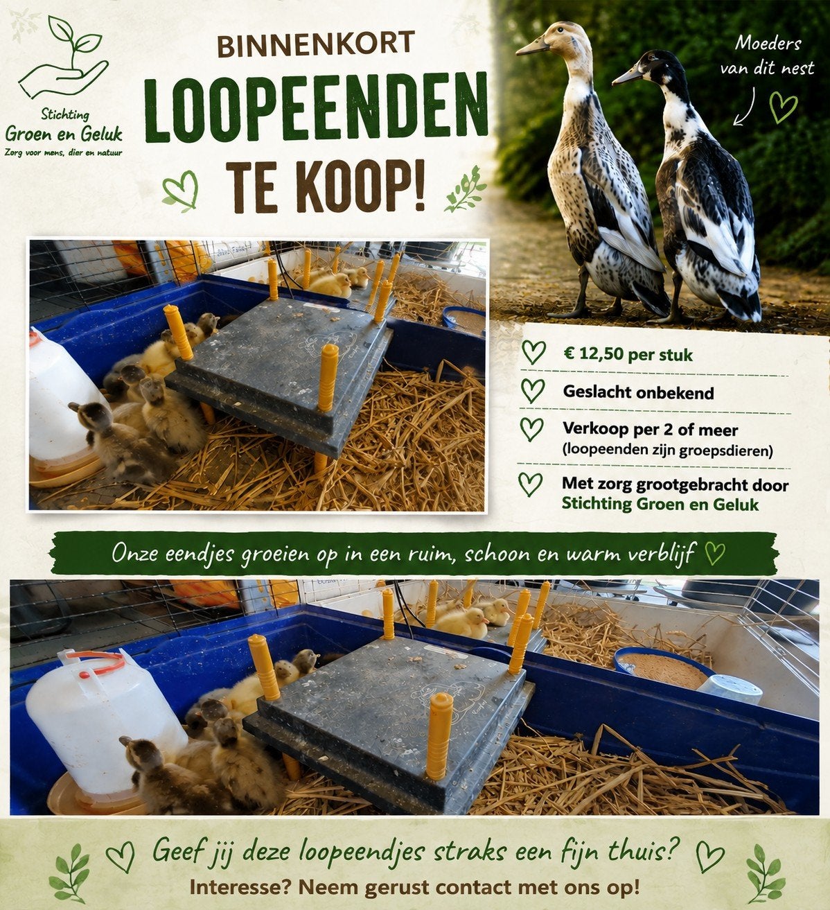 binnenkort loopeenden tekoop, Geslacht onbekend