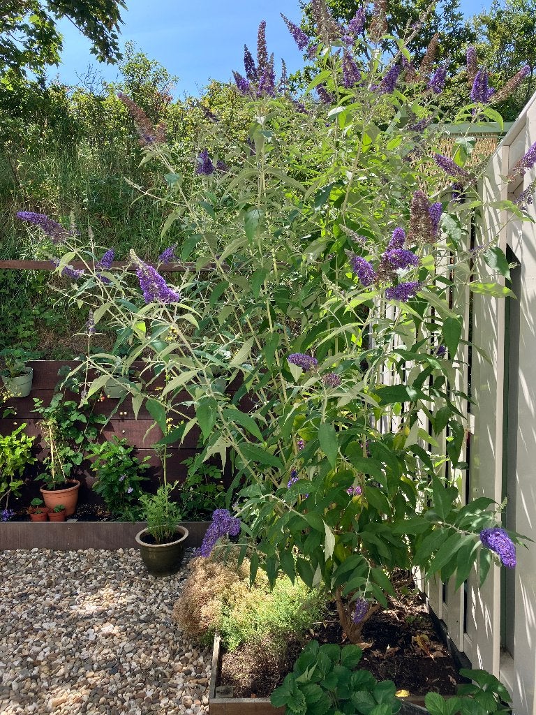 Vlinderstruik (blauw paars), Tuin en Terras, Planten | Struiken en Hagen, Ophalen, Vlinderstruik, Struik, 100 tot 250 cm