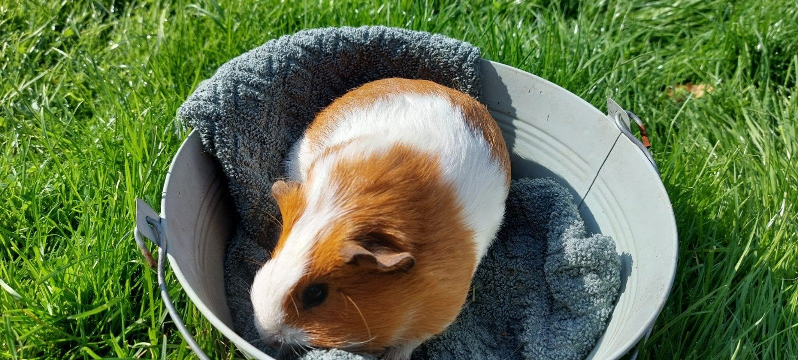 cavia's zowel beertjes als zeugjes, Dieren en Toebehoren, Juli, Meerdere dieren