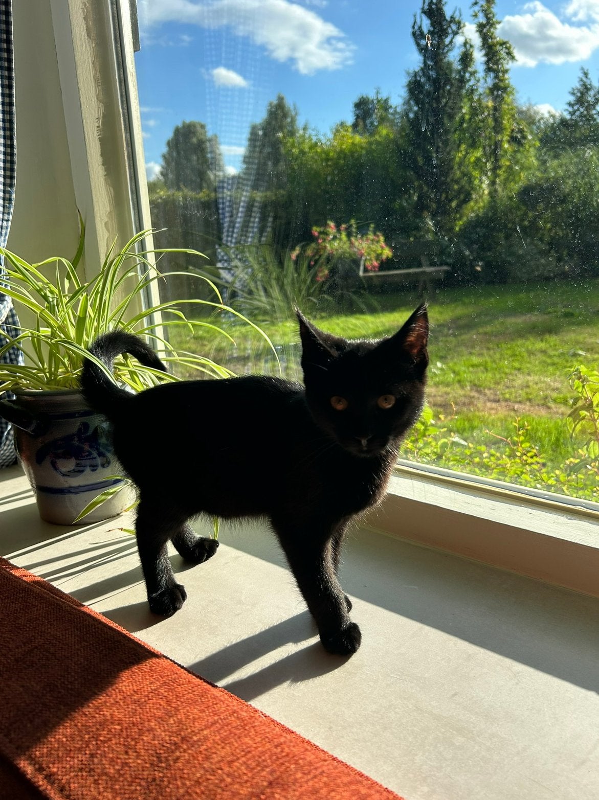 Super lieve kitten, aanhankelijk en rustig, Dieren en Toebehoren, Kater, Ontwormd, 0 tot 2 jaar