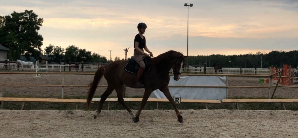 Bijrijder / verzorger gezocht!, Dieren en Toebehoren, Paarden en Pony's | Overige Paardenspullen, Ophalen, Dressuur