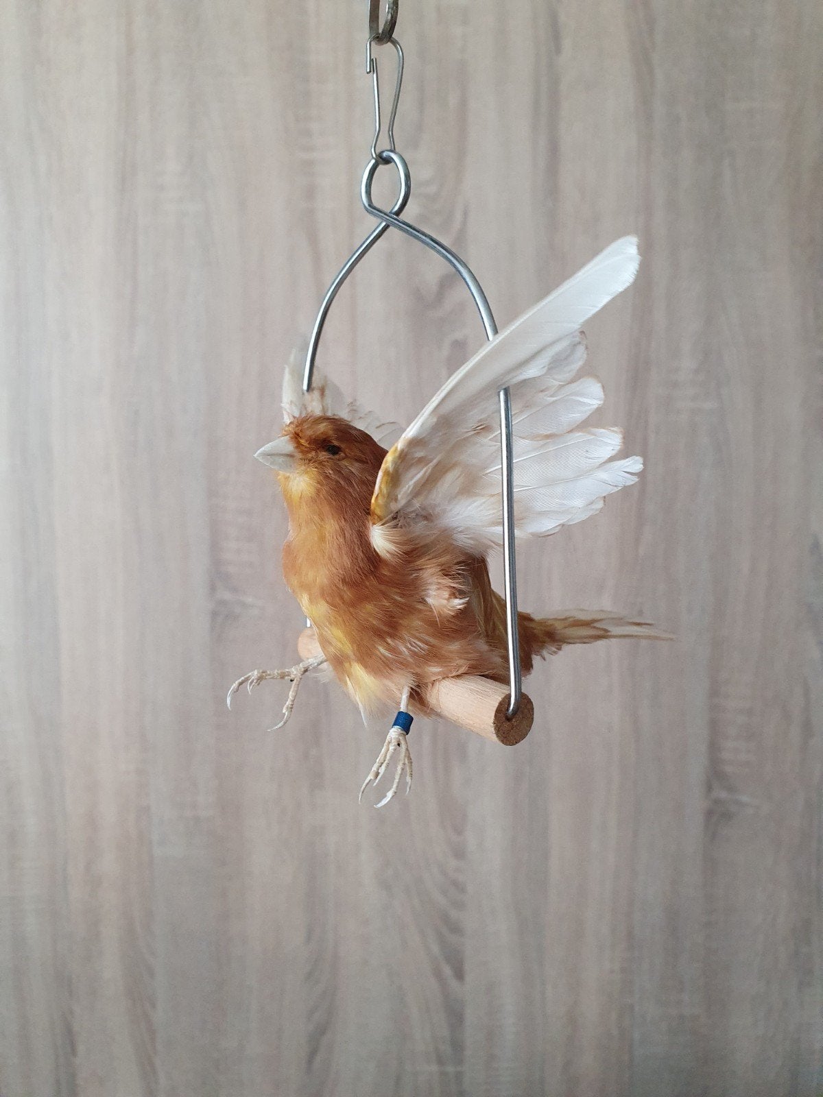 Opgezette kanarie taxidermie taxidermy curiosa, Ophalen of Verzenden, Nieuw, Vogel, Opgezet dier