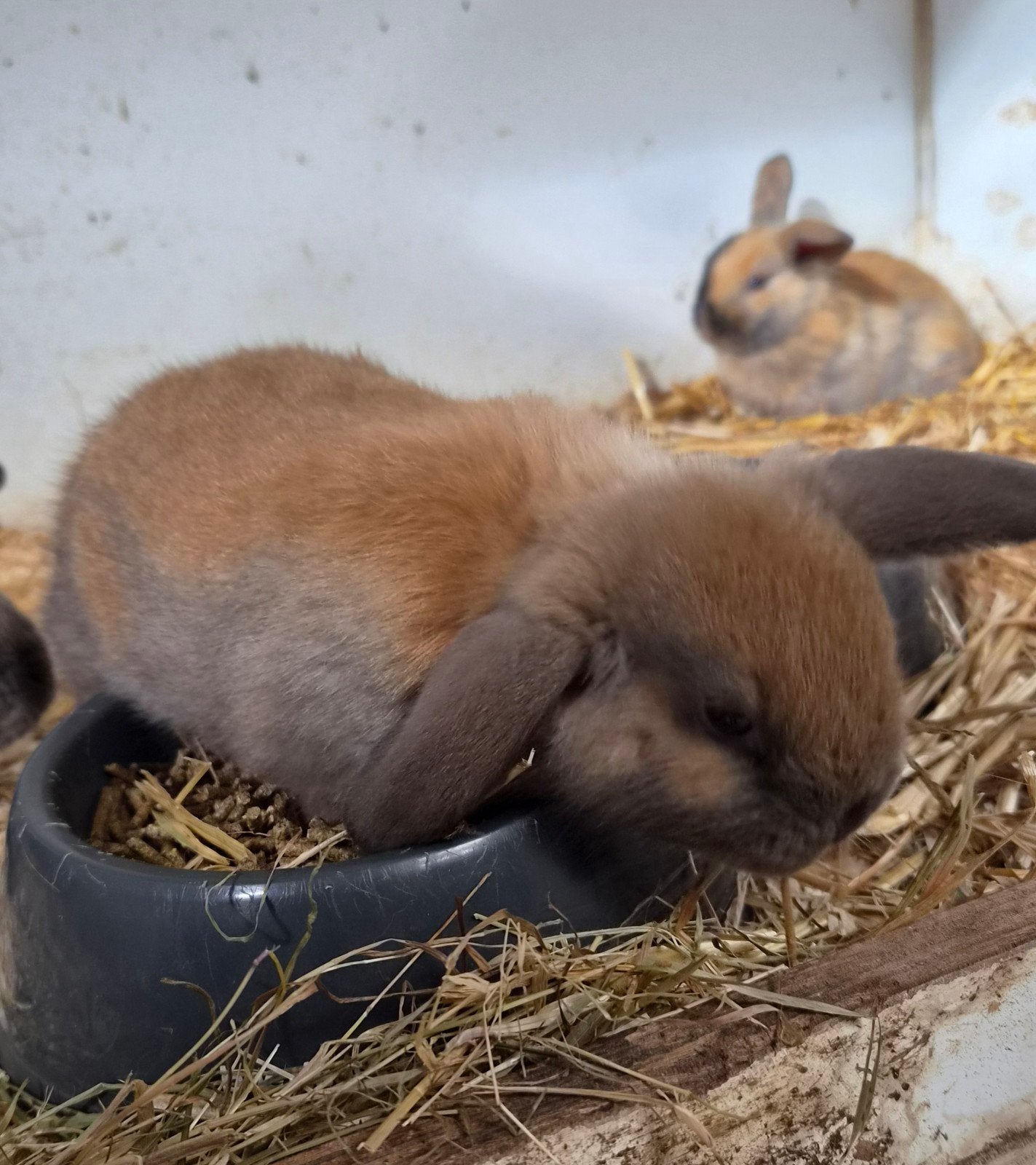 Te koop dwerghangoorkonijntjes🐇, Vrouwelijk, Dwerg