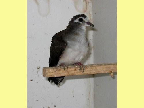 Gezocht tamboerijn duivin, Dieren en Toebehoren, Vogels | Overige Vogels, Vrouwelijk, Tropenvogel, Geringd