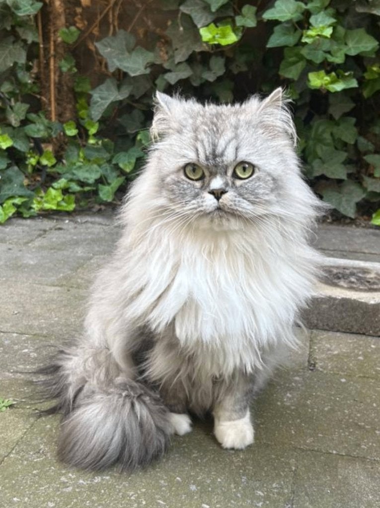 Langharige pers, Dieren en Toebehoren, Kater, Ontwormd