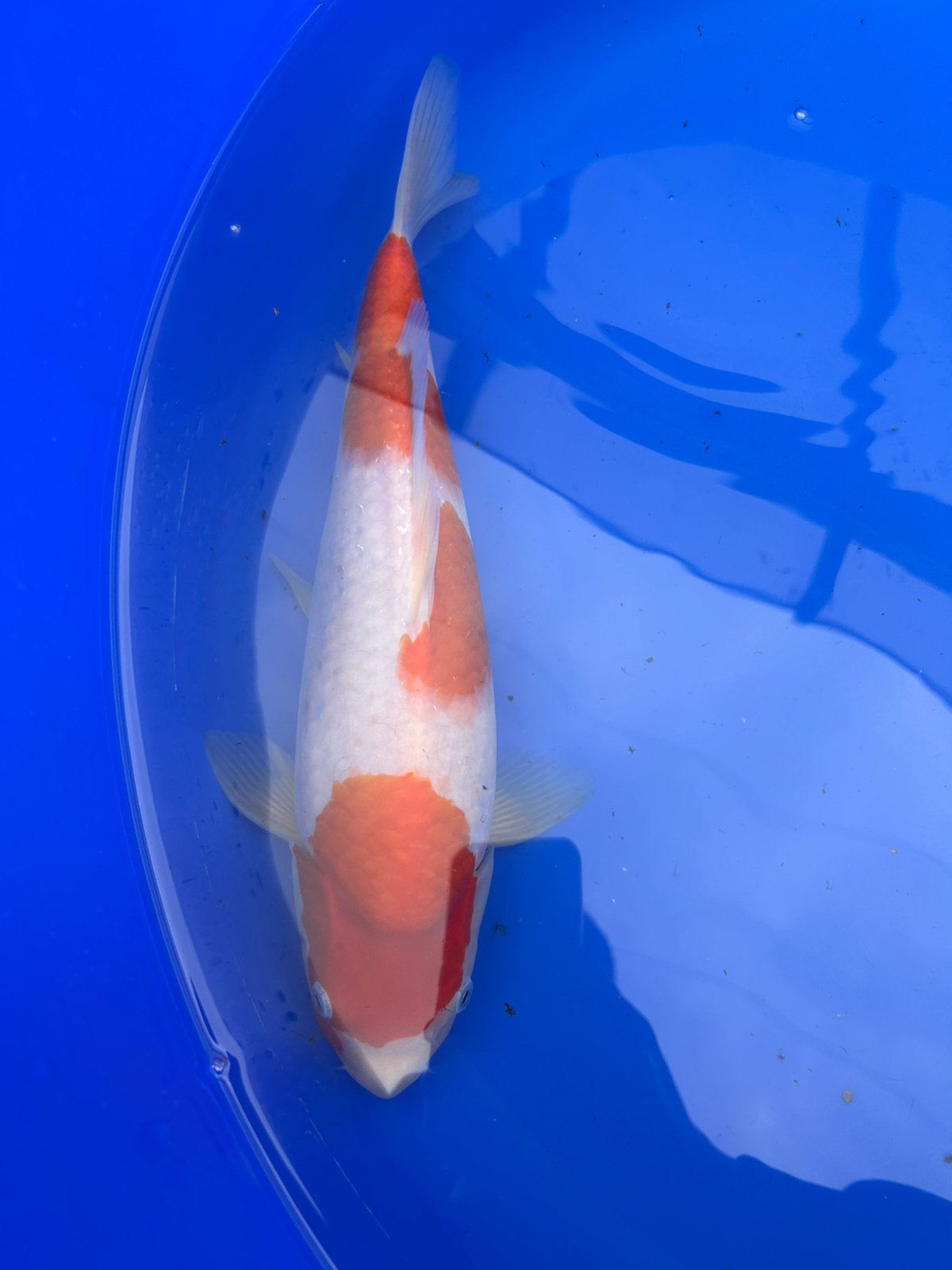 Kohaku 35cm, Dieren en Toebehoren, Karper of Koi