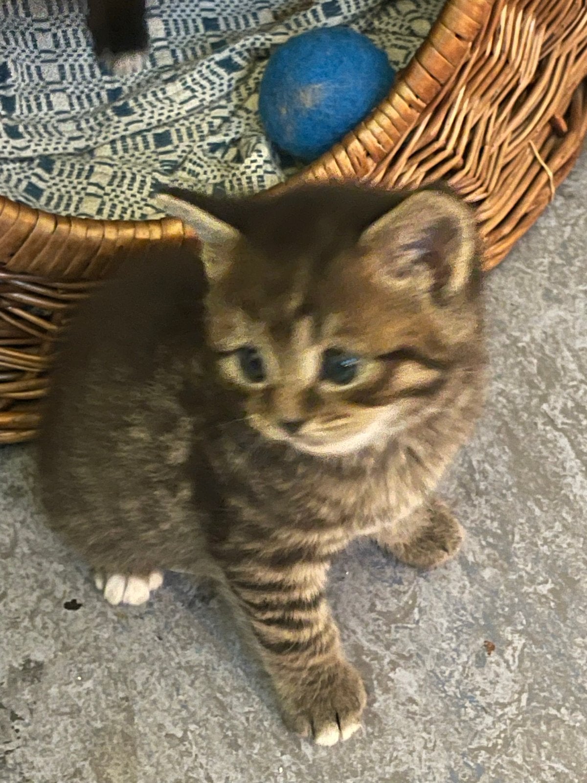 Britshe korthaar  kittens, Meerdere dieren, 0 tot 2 jaar
