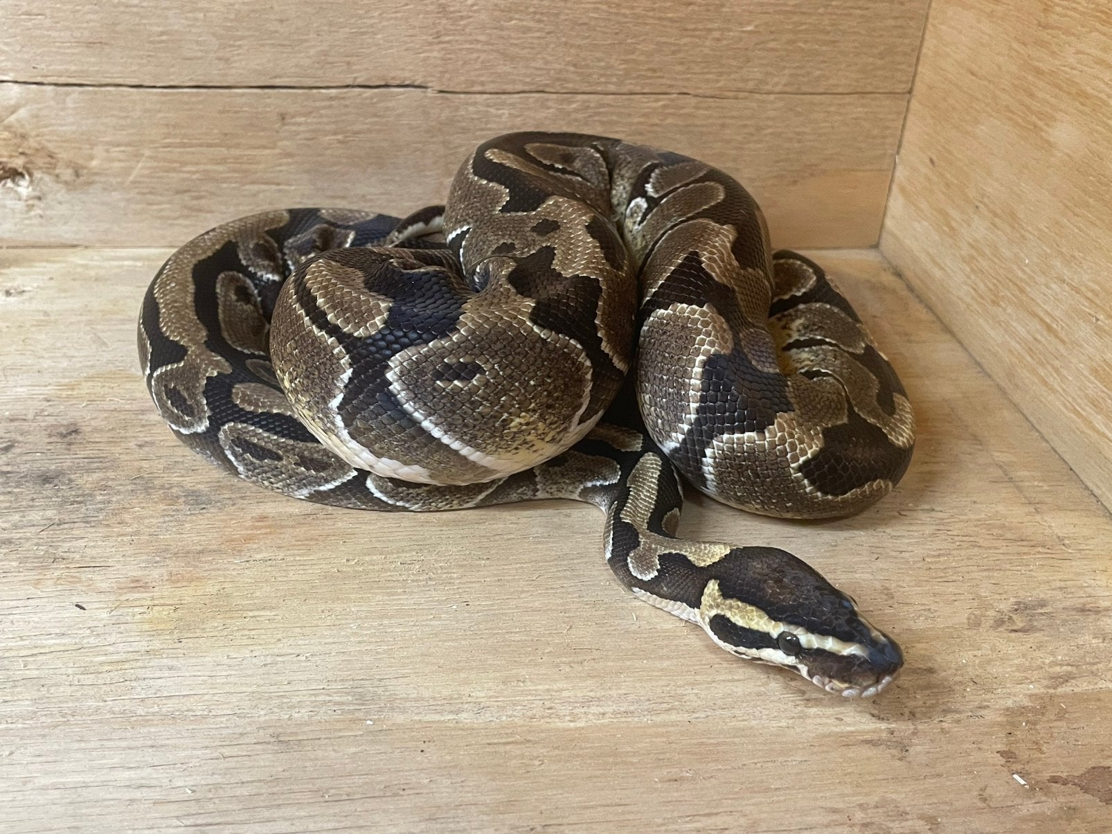 Koningspython wildkleur (2023 man), Dieren en Toebehoren, Slang, Met terrarium, 3 tot 6 jaar