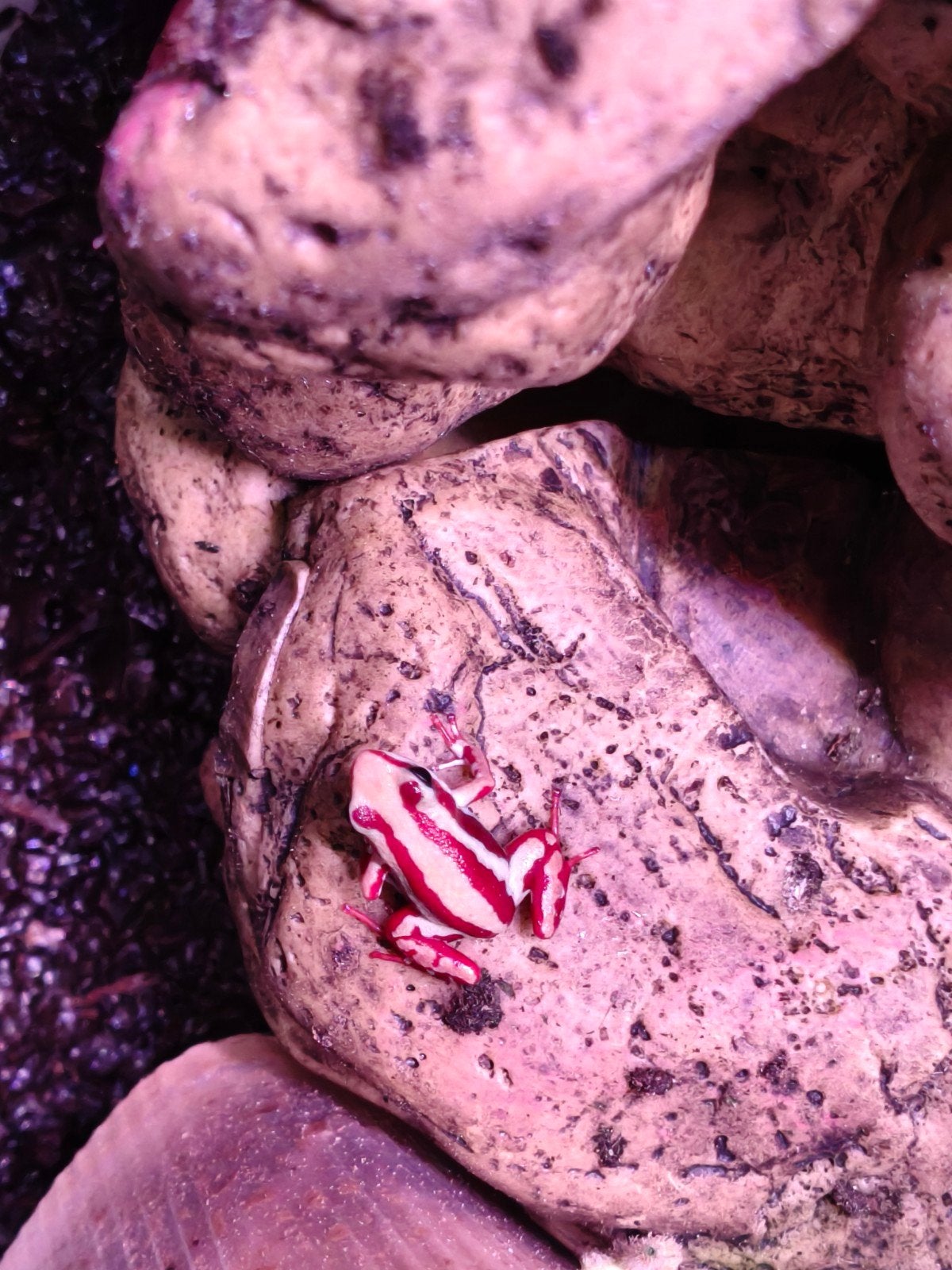 Gifkikker Tricolor 2 stuks, Dieren en Toebehoren, Reptielen en Amfibieën, Amfibie, 0 tot 2 jaar
