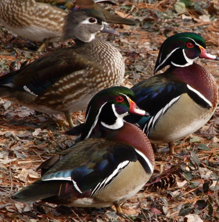 Koppels Carolina eenden / siereenden, Dieren en Toebehoren, Pluimvee, Meerdere dieren, Eend