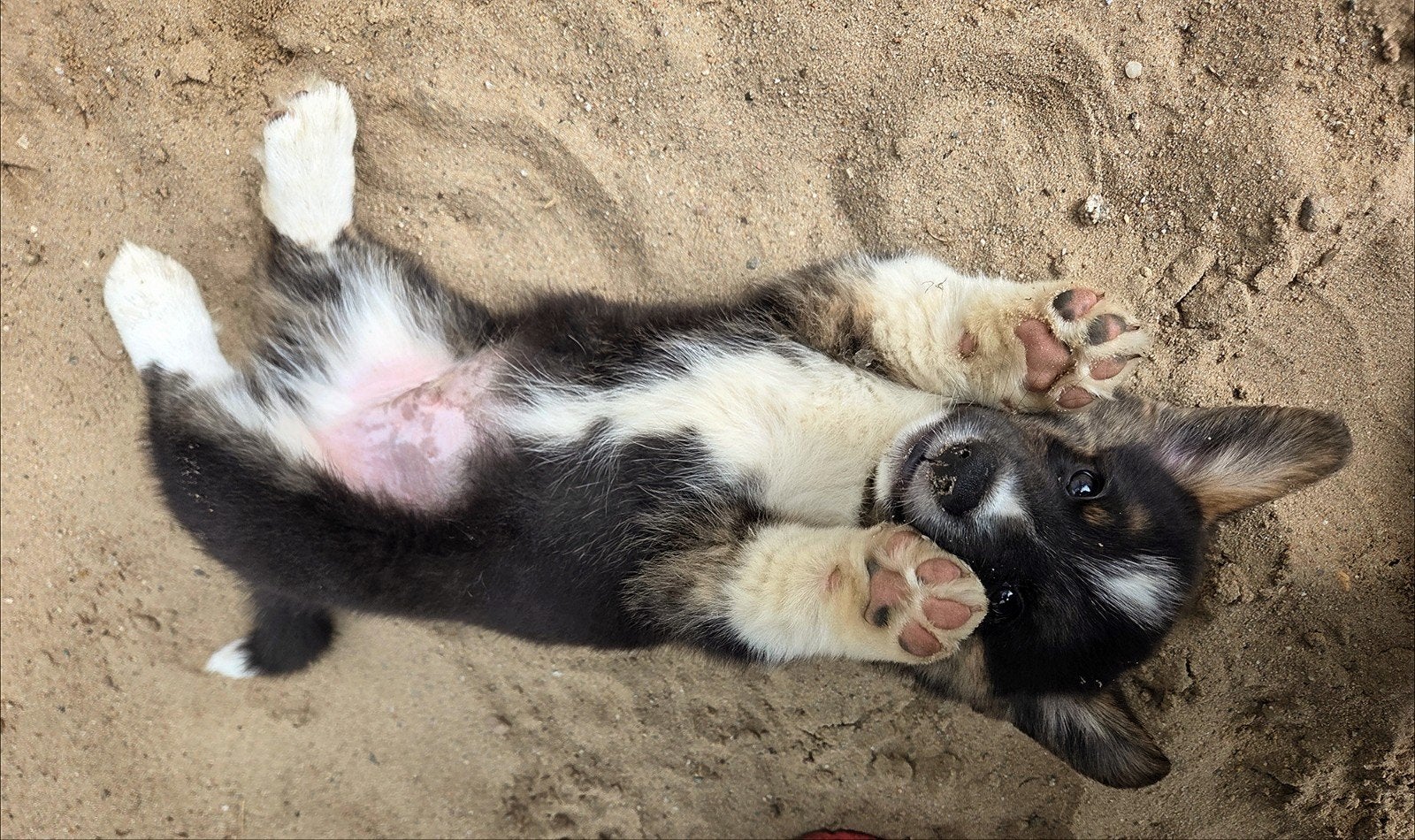 Hele blije en knappe corgi pups!, Dieren en Toebehoren, Honden | Herdershonden en Veedrijvers, Overige rassen, 8 tot 15 weken