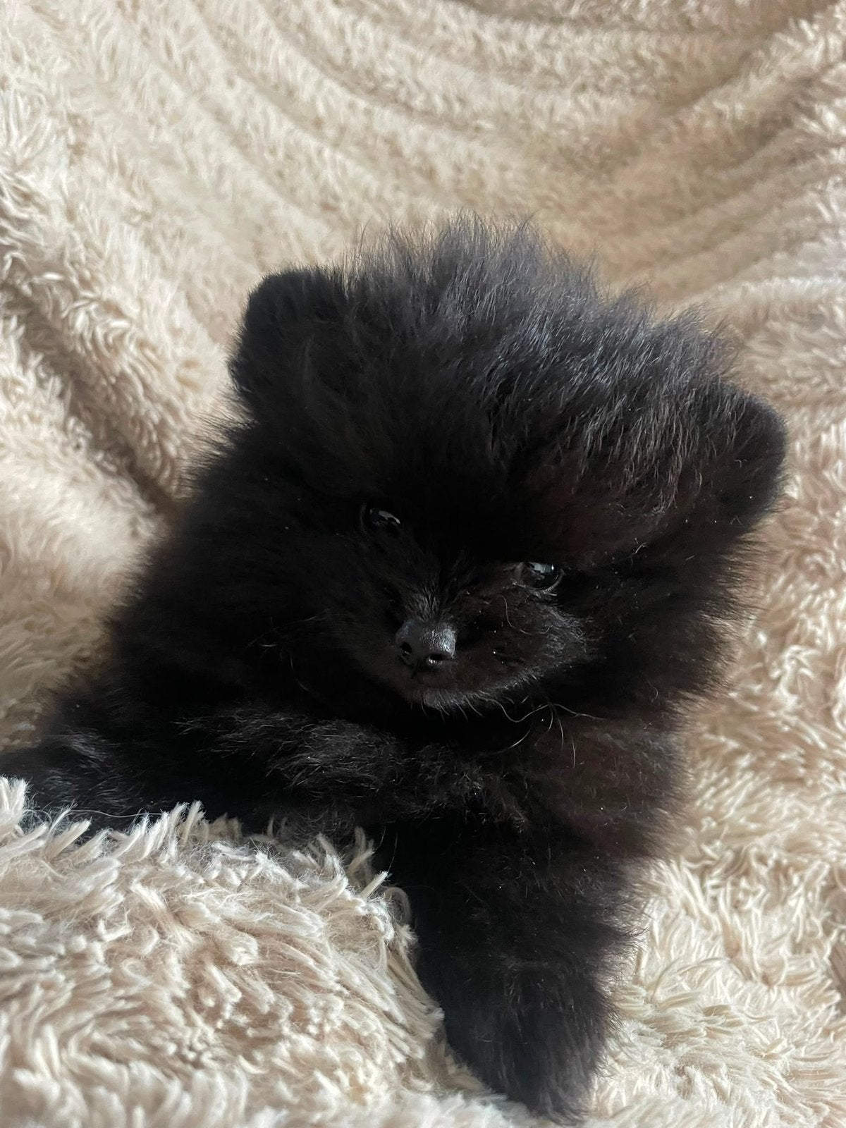 Pomeriaan Puppy Reu, Dieren en Toebehoren, Particulier, Keeshond, 15 weken tot 1 jaar, Reu