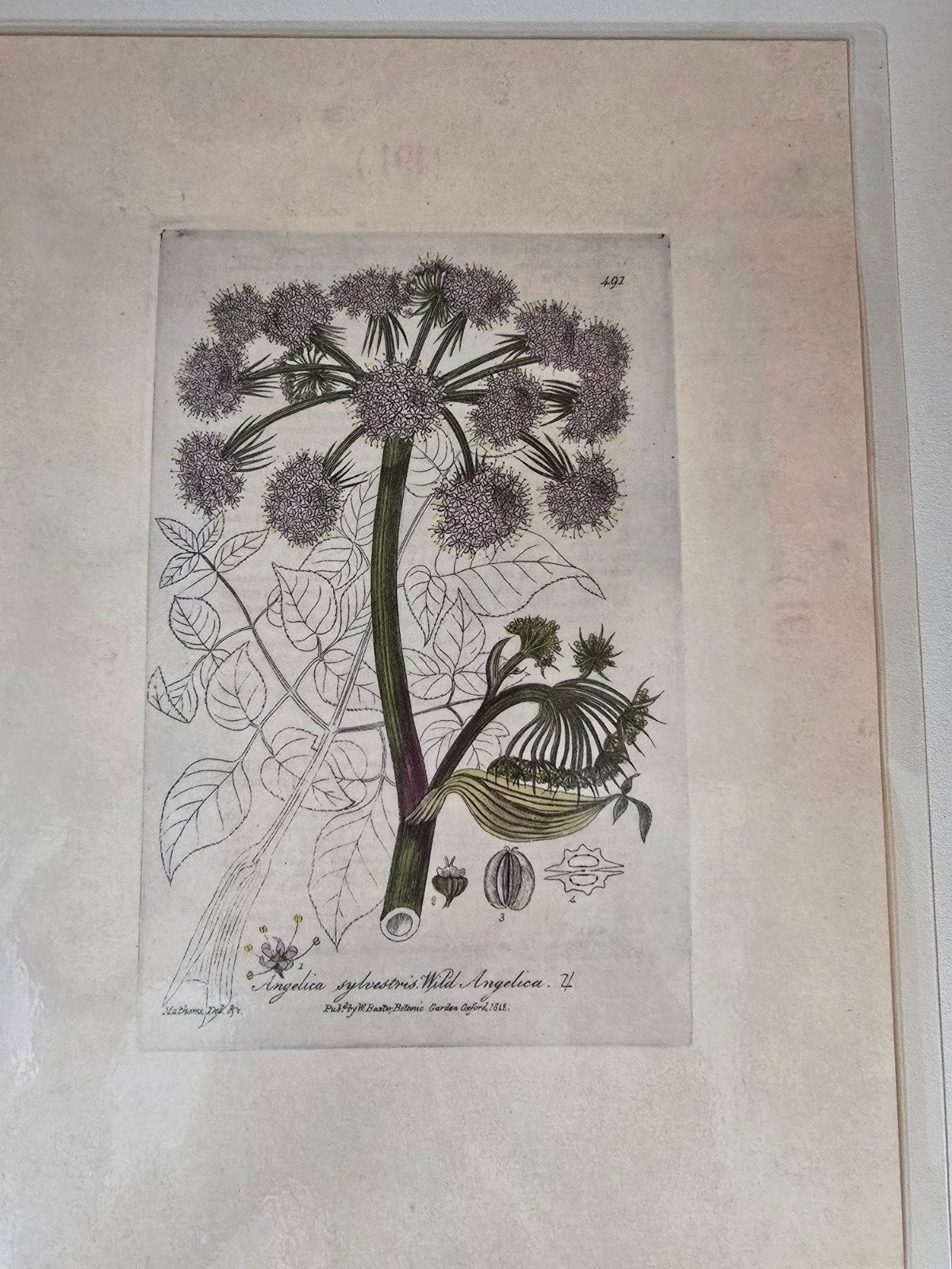 Vintage botanische prent nr. 491 – Wilde Engelwortel, Antiek en Kunst, Ophalen of Verzenden