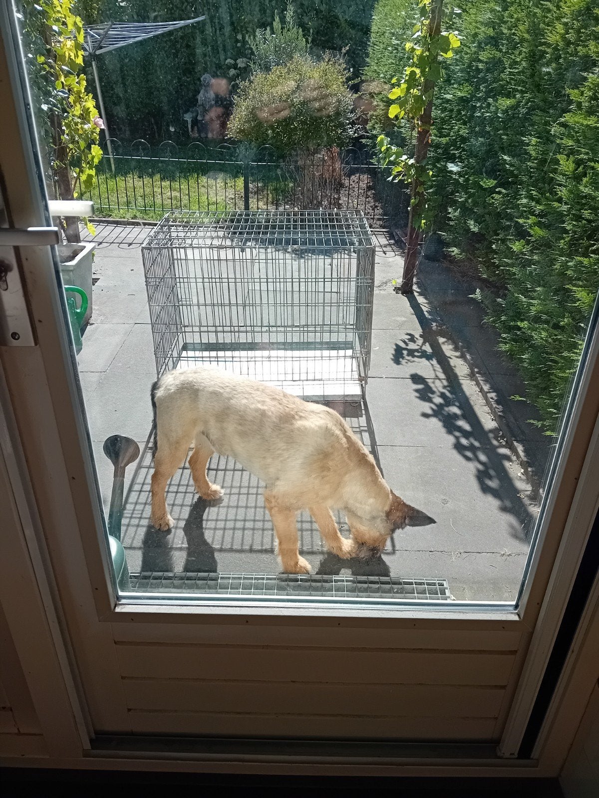 honden bens, Dieren en Toebehoren, Ophalen