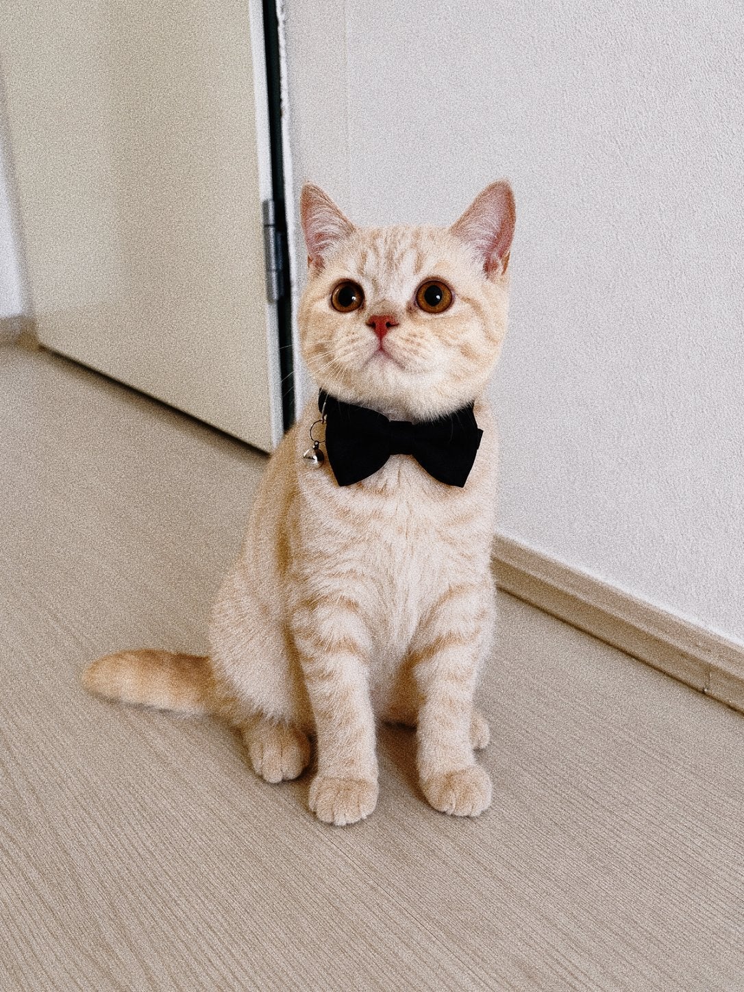 Britse Korthaar Kater kitten 20 weken, Kater, Ontwormd, 0 tot 2 jaar