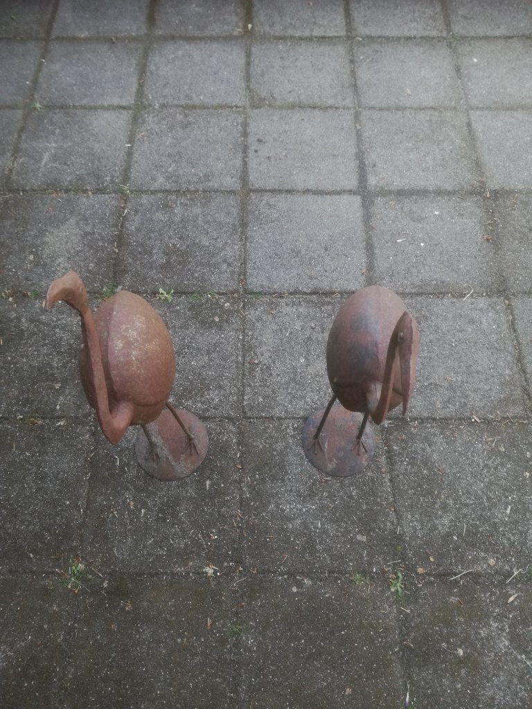 FLAMING0 VOGELS, Dieren en Toebehoren, Geslacht onbekend, Papegaai