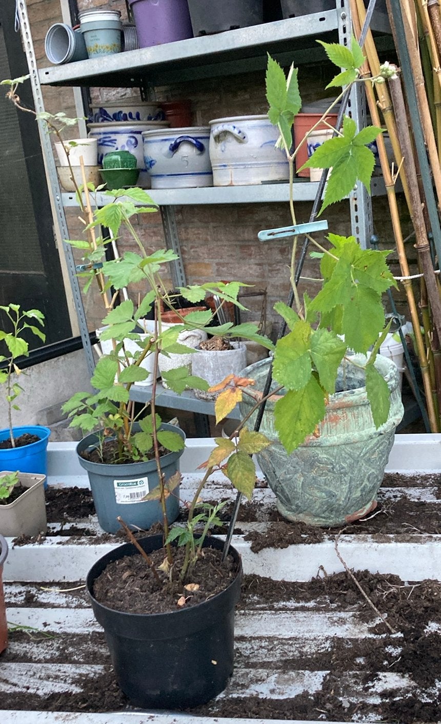 Doornloze tamme braam, Ophalen, Volle zon, Vaste plant, Fruitplanten