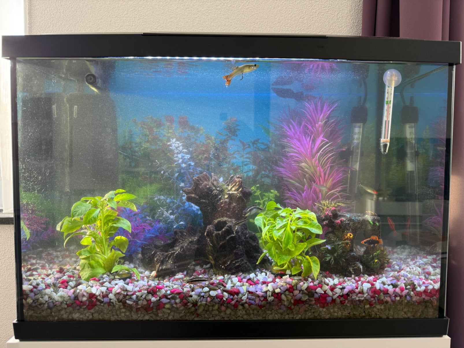 Aquarium compleet, Ophalen, Inclusief deksel, Gebruikt, Overige typen