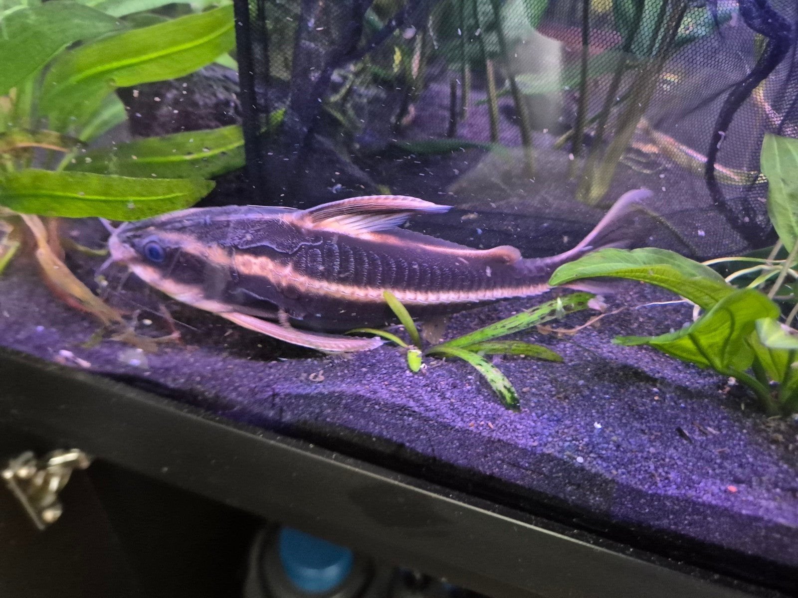 Platydoras costatus meerval