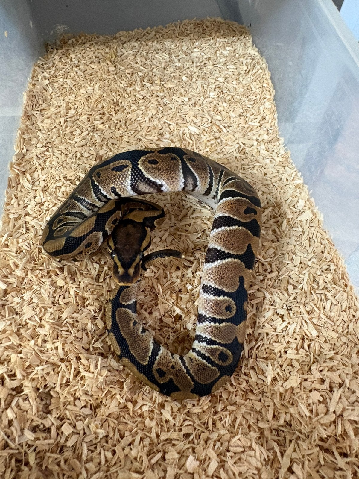 Vrouwtje wildkleur dh dg clown koningspython ballpython Ball Python photo 2