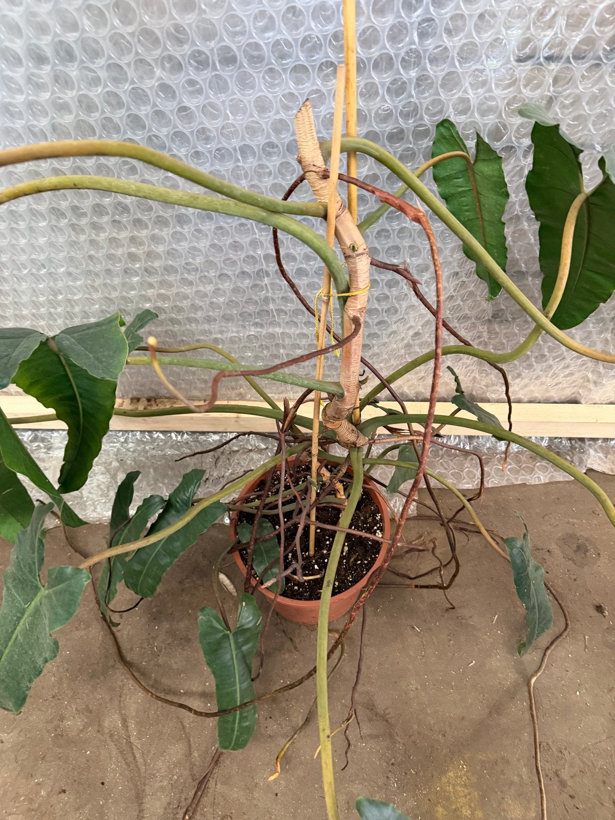 Grote Philodendron Billietiae, Vaste plant, Bloeit niet, Halfschaduw, Ophalen