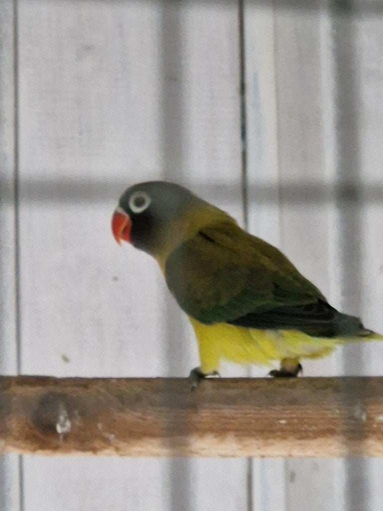 JONGE AGAPORNIS PERSONATA, Geslacht onbekend, Dwergpapegaai of Agapornis