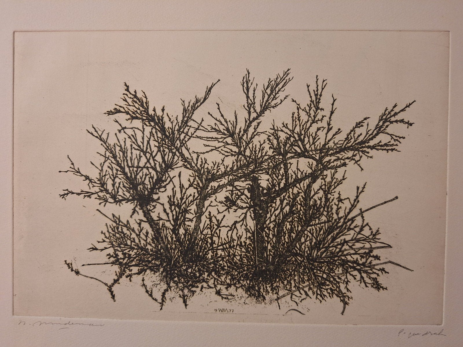 Botanische ets van Willem Minderman, Ophalen of Verzenden, Flora en Fauna, Origineel, 1950 - 1999
