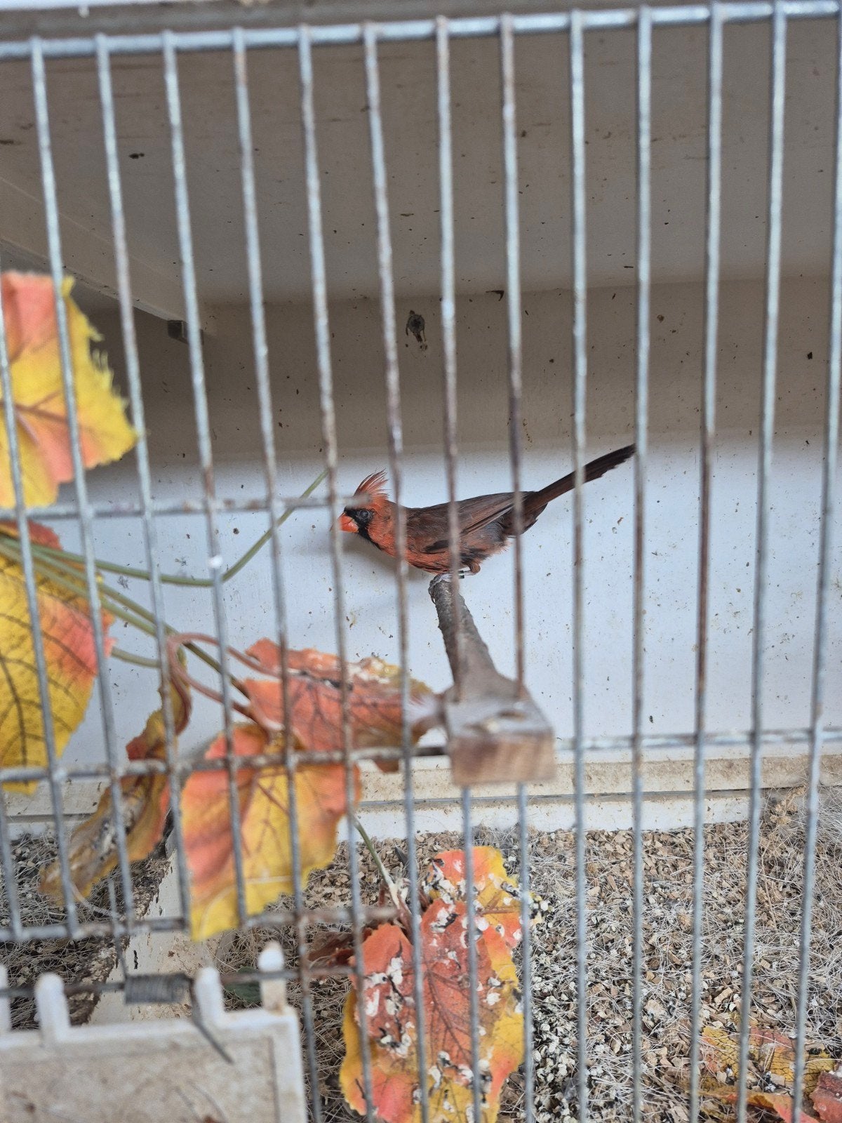 kweekkoppel Kardinalen rode met wild kleur, Meerdere dieren, Tropenvogel, Geringd