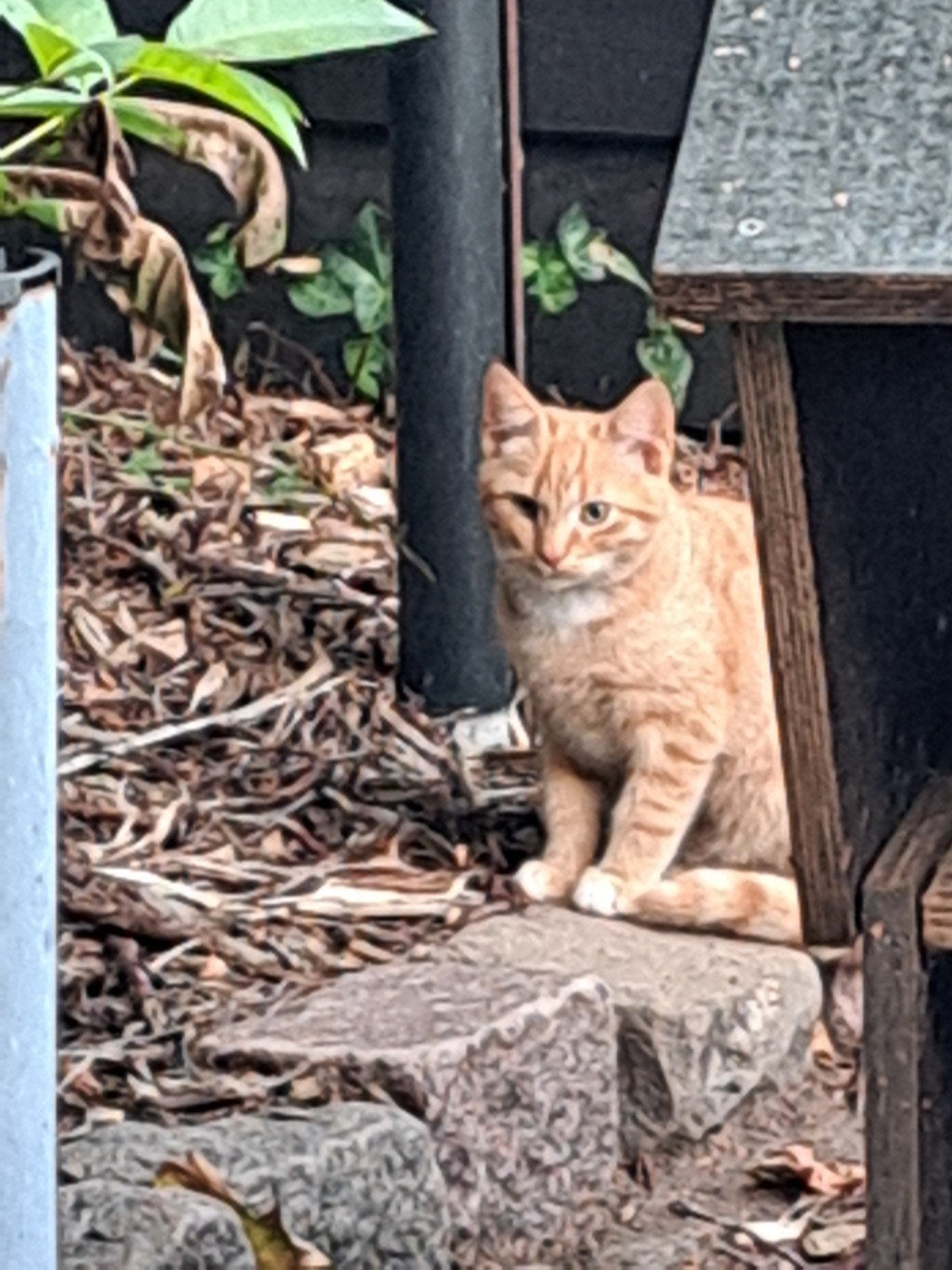aangeboden 2 mooie poesjes, Dieren en Toebehoren, Katten en Kittens | Overige Katten, Poes