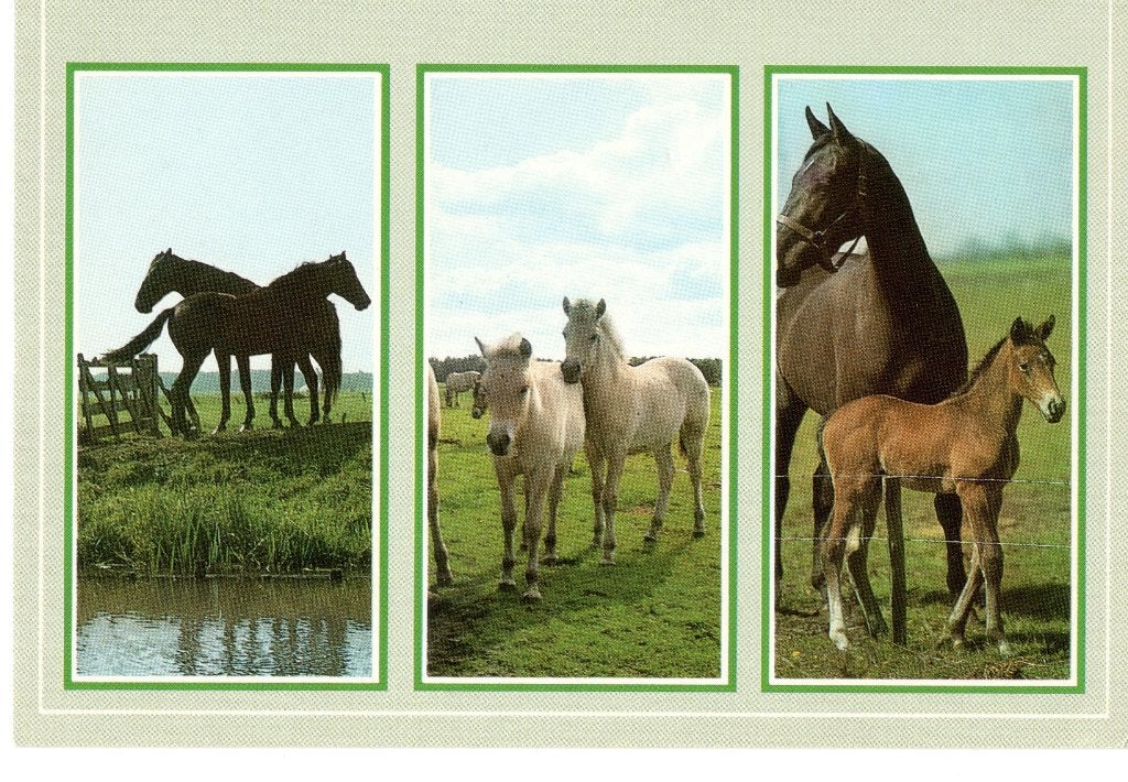 Ansichtkaart Paarden/ Veulens (Drieluikkaart), Verzamelen, Ophalen, Ongelopen, Paard