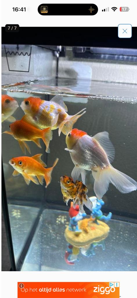 dringende verkoop, Dieren en Toebehoren, Vissen | Aquariumvissen, Vis
