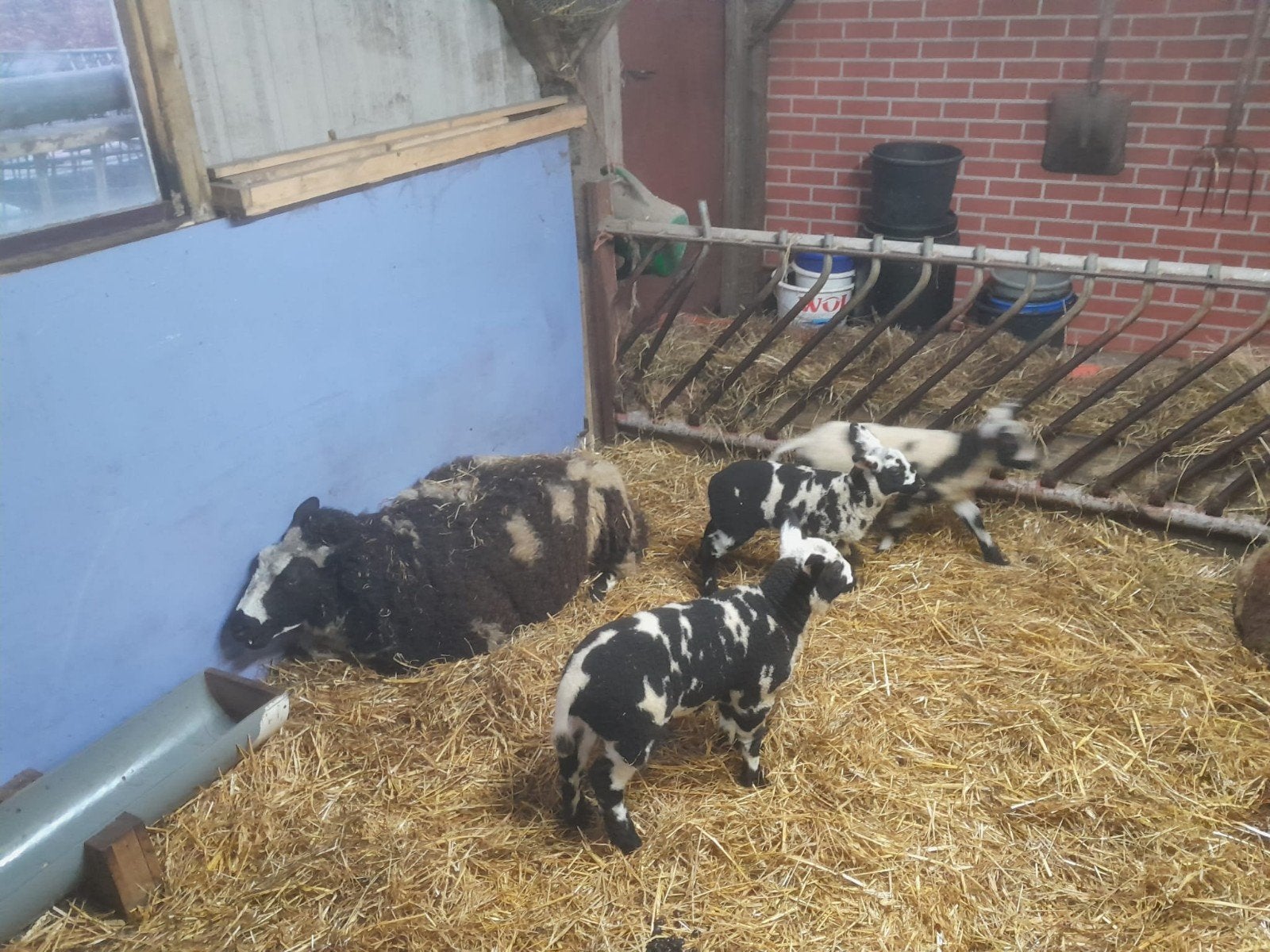 voerhekken, Meerdere dieren, Schaap