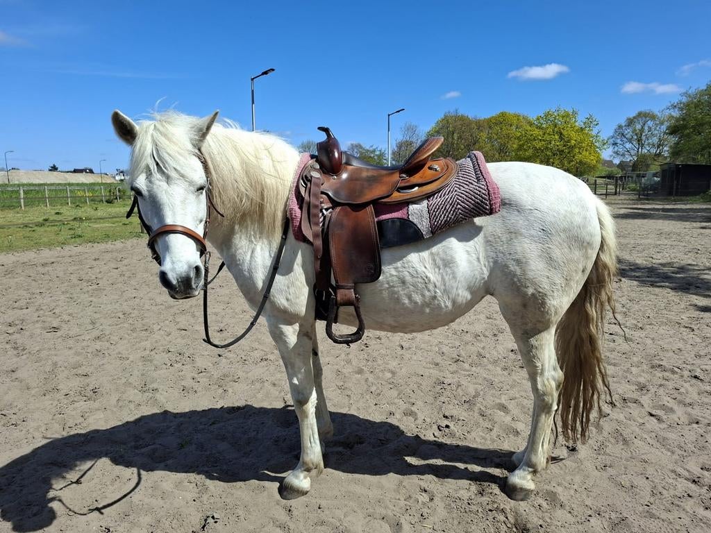 Equiflex 16" westernzadel, Dieren en Toebehoren, Ophalen, Western