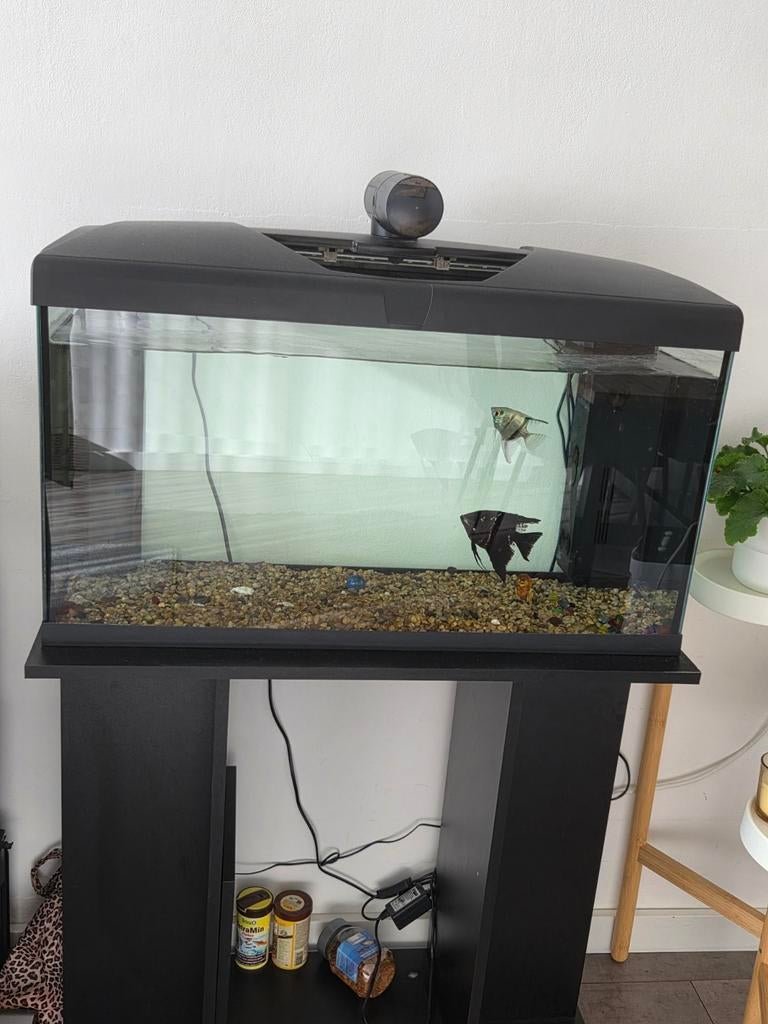Aquiarium met vissen te koop, Ophalen of Verzenden