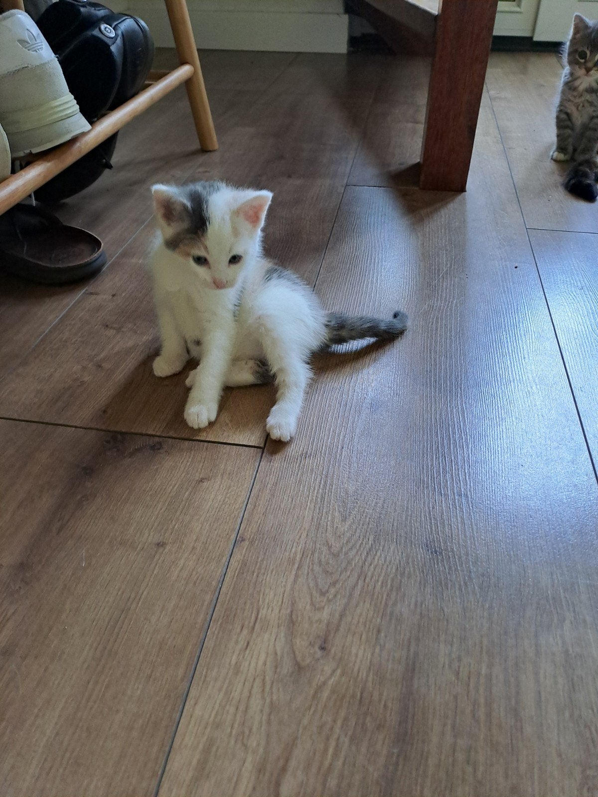 Lieve mooie kittens (advertentie geactualliseerd), Meerdere dieren