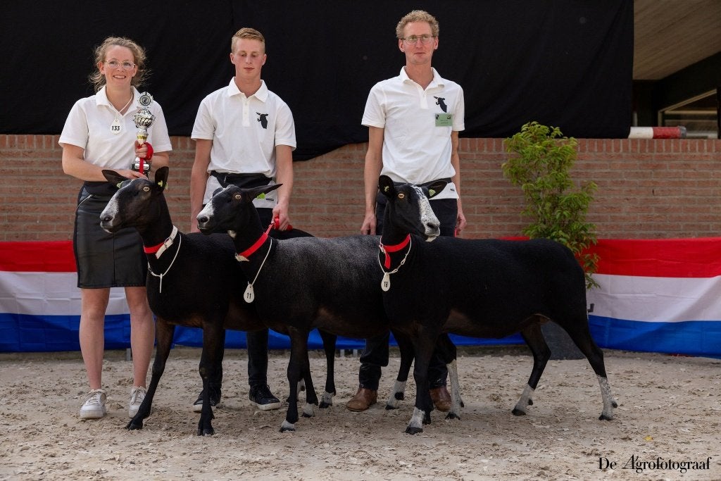 Nationale Zwartbles keuring 2026, Meerdere dieren, Schaap