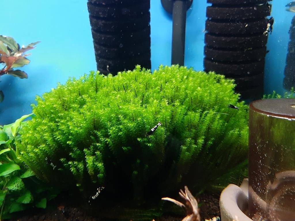 Distichophyllum sp . Rare moss, Ophalen of Verzenden, Nieuw, Plant(en), Steen of Hout
